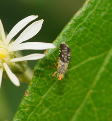 Spathulina acroleuca