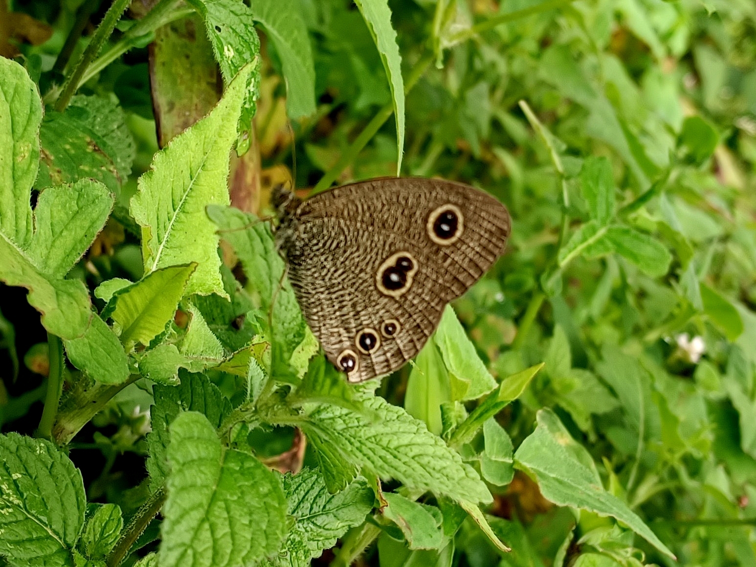 West Himalayan Five-Ring