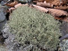 Cladonia amaurocraea