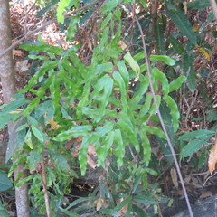 Lygodium reticulatum