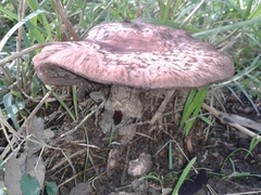 Fungi
