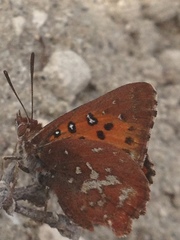 Aloeides thyra thyra