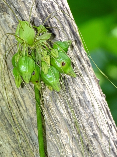 Polynesian Arrowroot