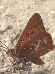 Aloeides thyra thyra