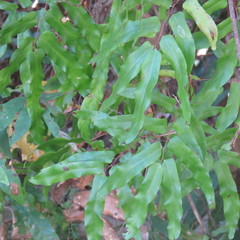 Lygodium reticulatum