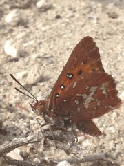 Aloeides thyra thyra