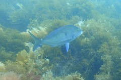 Nemadactylus valenciennesi