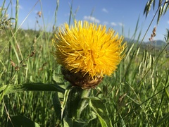 Centaurea macrocephala