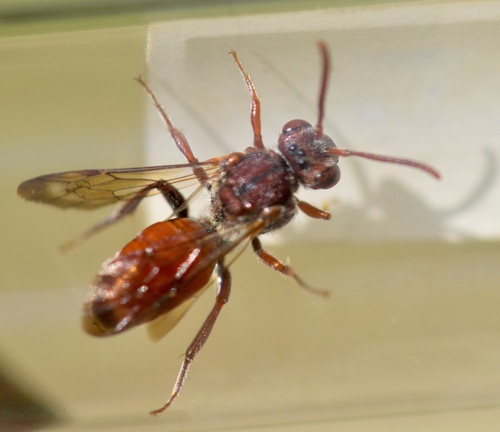 Austral Cuckoo Nomad Bee