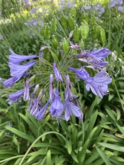 Agapanthus