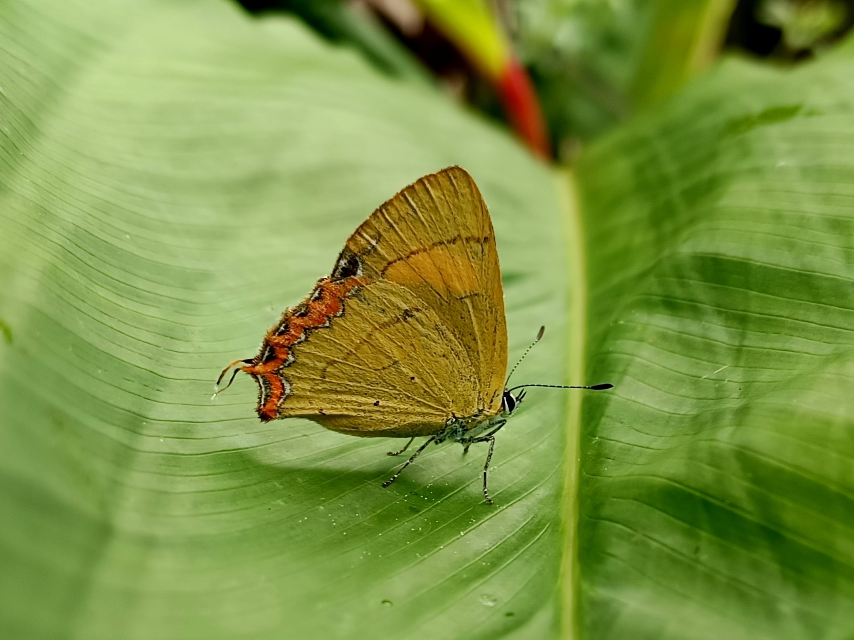 Golden Sapphire