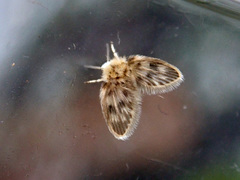 Satchelliella compta