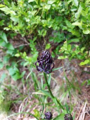 (c) naturalist_ua_97, some rights reserved (CC BY) Phyteuma vagneri, photograph (c) naturalist_ua_97, some rights reserved (CC BY)