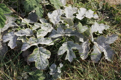 Erysiphe heraclei