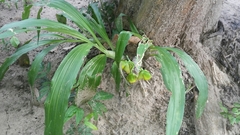 Catasetum integerrimum