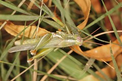 Melanoplus herbaceus