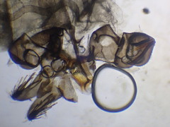 Satchelliella compta