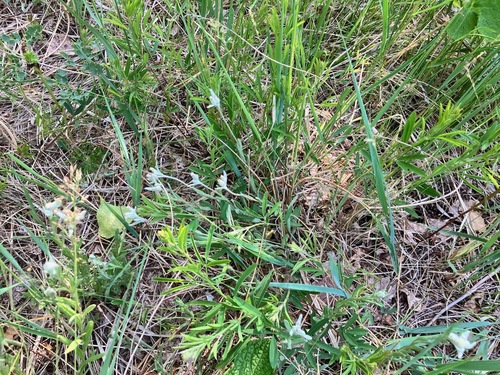 Leontopodium leontopodioides (Leontopodium leontopodioides)