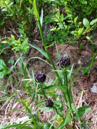 Phyteuma vagneri, photograph 3
