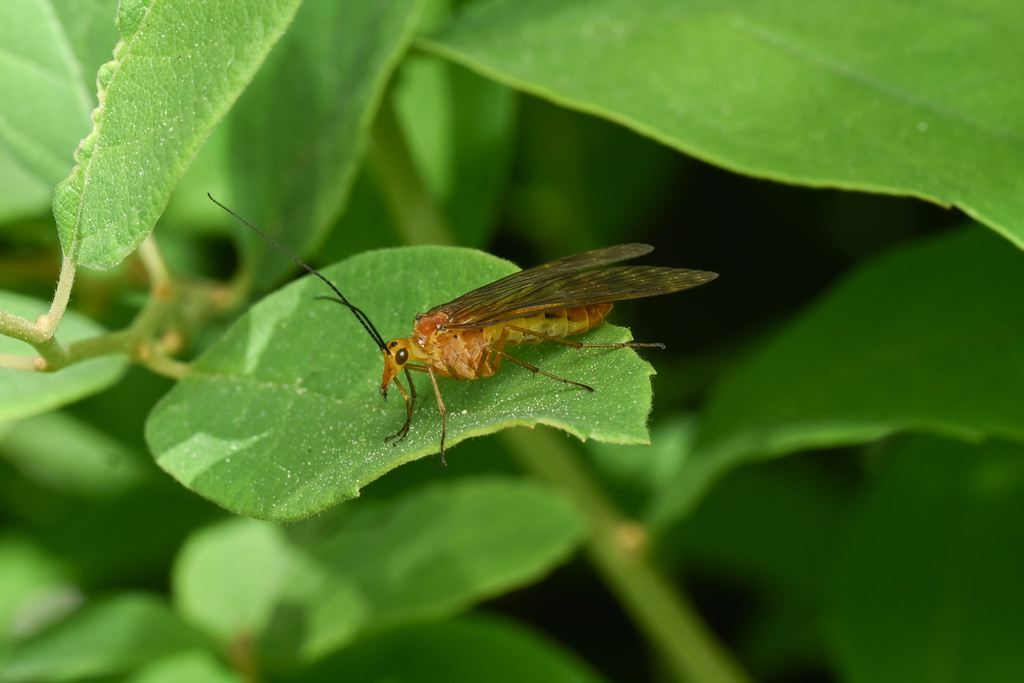 Panorpodes colei
