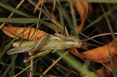 Melanoplus herbaceus
