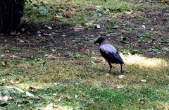 Corvus cornix