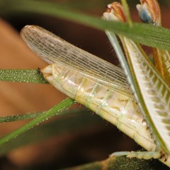 Melanoplus herbaceus