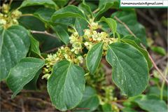 Actinidia