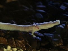 Proteus anguinus anguinus