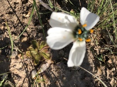 Drosera pauciflora