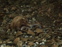 Proteus anguinus anguinus