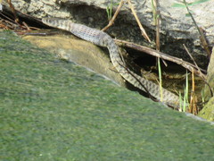 Platyceps rhodorachis