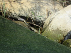 Platyceps rhodorachis