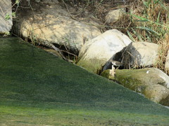 Platyceps rhodorachis