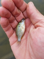 Lepomis humilis