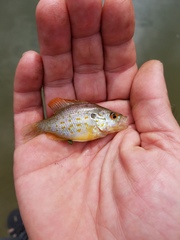 Lepomis humilis