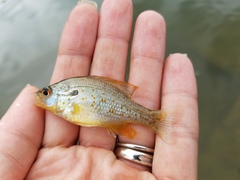 Lepomis humilis