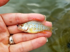 Lepomis humilis