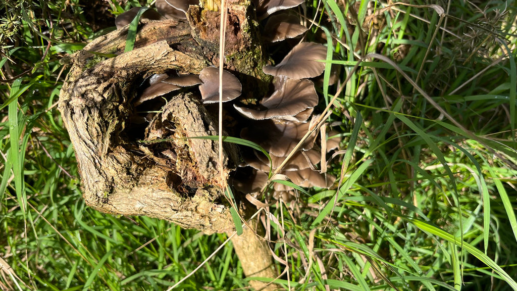 Pleurotus purpureo-olivaceus · June 2025 · photo: © parkecology (iNaturalist, cc-by)