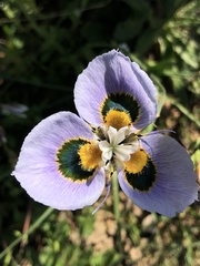Moraea villosa