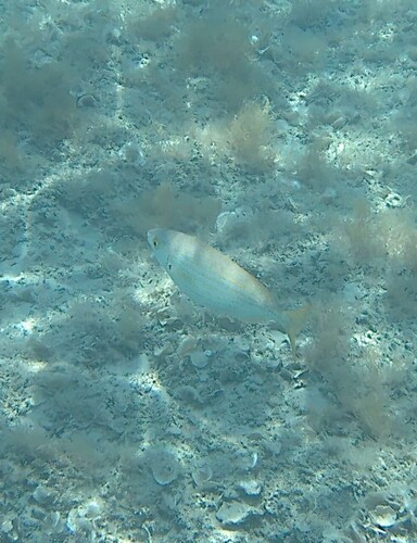 Sarpa salpa