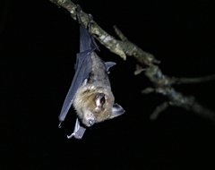Hipposideros armiger