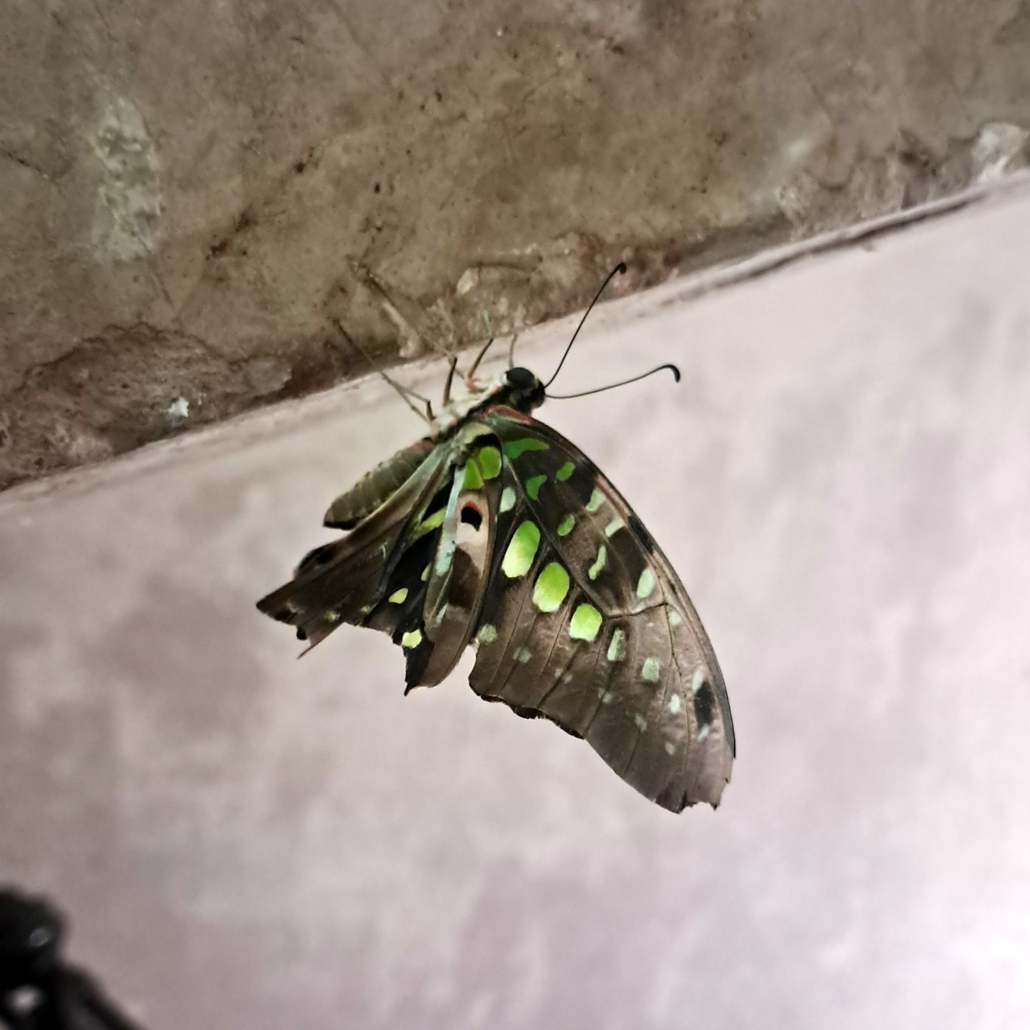Tailed Jay
