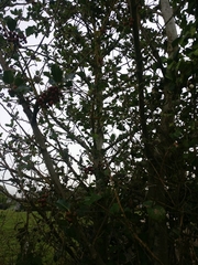 Ilex aquifolium