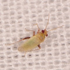Phylinae