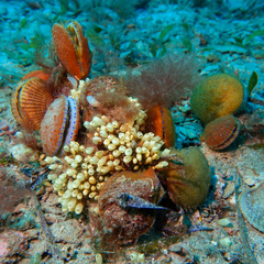 Pycnoclavella