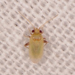 Phylinae