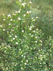 Erigeron canadensis