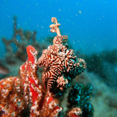 Conocladus australis