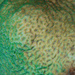 Coscinaraea mcneilli - Photo (c) trekh,  זכויות יוצרים חלקיות (CC BY-NC), הועלה על ידי trekh